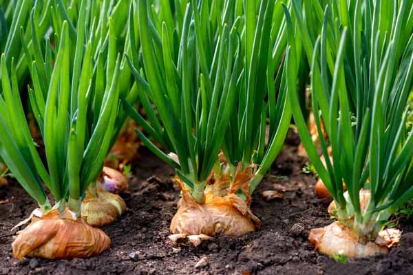 کاشت پیاز در باغچه